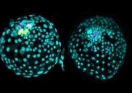Création d'un «embryon» humain en laboratoire en seulement trois jours: c'est ce qu'il va faire