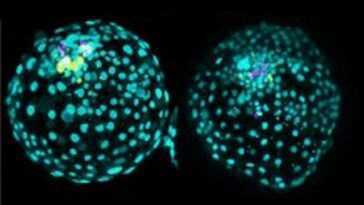 Création d'un «embryon» humain en laboratoire en seulement trois jours: c'est ce qu'il va faire
