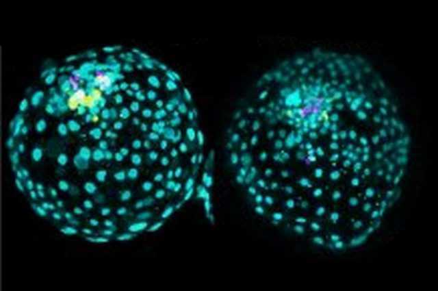 Création d'un «embryon» humain en laboratoire en seulement trois jours: c'est ce qu'il va faire 1 Création d'un «embryon» humain en laboratoire en seulement trois jours: c'est ce qu'il va faire