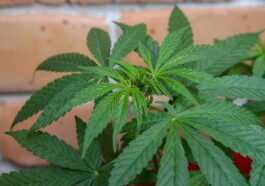 Le cannabis pour traiter la migraine: première étude lancée pour prouver son efficacité