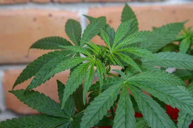 Le cannabis pour traiter la migraine: première étude lancée pour prouver son efficacité 1 Le cannabis pour traiter la migraine: première étude lancée pour prouver son efficacité