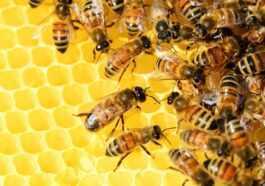 Les apiculteurs italiens sauvent des milliards d'abeilles affamées par le climat avec des sirops sucrés