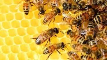 Les apiculteurs italiens sauvent des milliards d'abeilles affamées par le climat avec des sirops sucrés