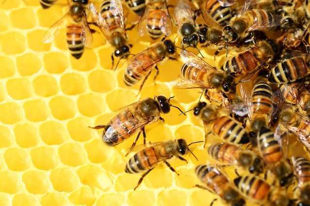 Les apiculteurs italiens sauvent des milliards d'abeilles affamées par le climat avec des sirops sucrés 1 Les apiculteurs italiens sauvent des milliards d'abeilles affamées par le climat avec des sirops sucrés