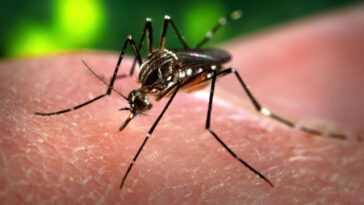 Des dizaines de milliers de moustiques OGM libérés aux États-Unis pour lutter contre la dengue, le zika et la fièvre jaune