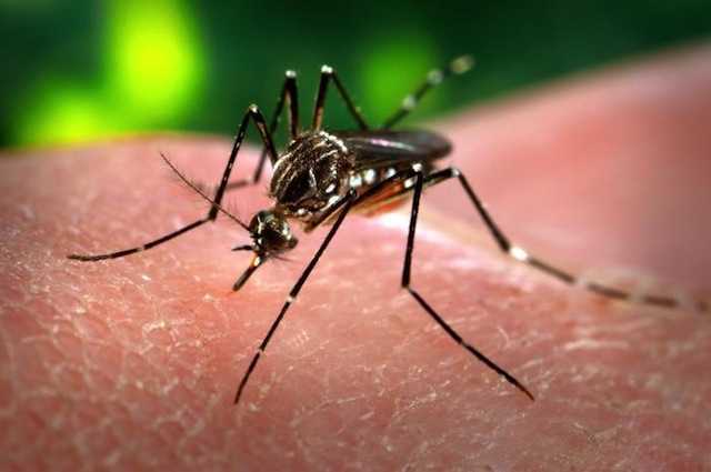 Des dizaines de milliers de moustiques OGM libérés aux États-Unis pour lutter contre la dengue, le zika et la fièvre jaune 1 Des dizaines de milliers de moustiques OGM libérés aux États-Unis pour lutter contre la dengue, le zika et la fièvre jaune