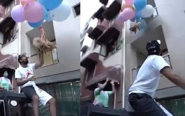 Attache son chien à des ballons à l'hélium pour une vidéo YouTube: arrêté 1 Attache son chien a des ballons a lhelium pour une