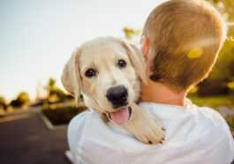Les chiots naissent déjà prédisposés à être amis de l'homme
