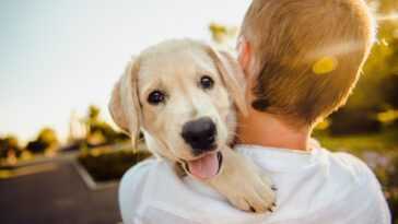 Les chiots naissent déjà prédisposés à être amis de l'homme