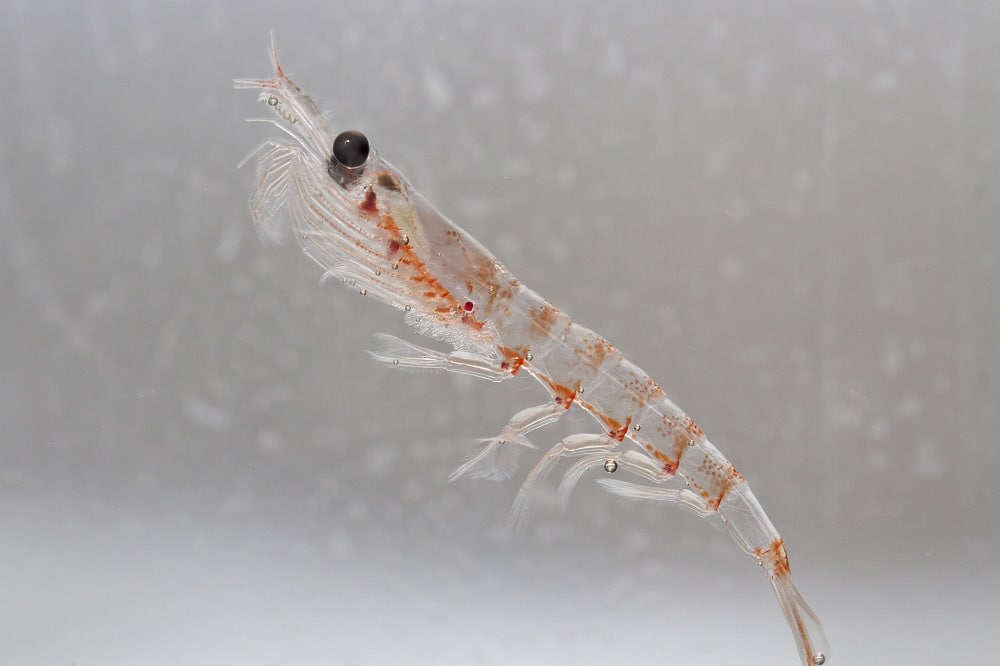 La criatura "parentesco" los humanos pueden aumentar el suministro de alimentos en los océanos 3 Krill