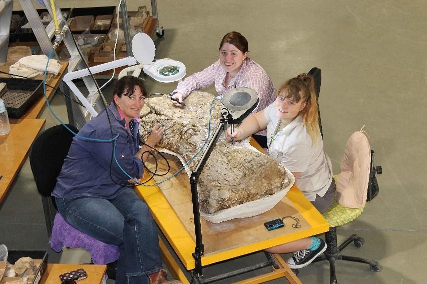 Los científicos confirman el descubrimiento de uno de los dinosaurios más grandes del mundo 3 Dinosaurio australotitano cooperensis