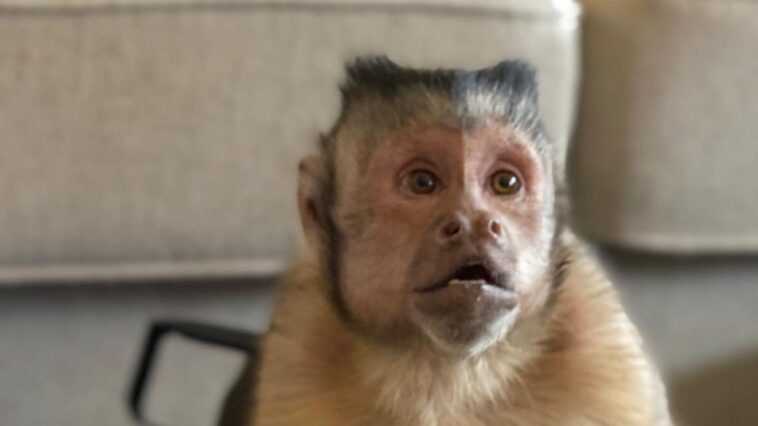 Georgie Boy, le singe idole de TikTok qui a conquis des millions de fans, est mort 1 Georgie Boy, le singe idole de TikTok qui a conquis des millions de fans, est mort