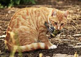 Votre chat est un tueur - vous devriez le garder à la maison