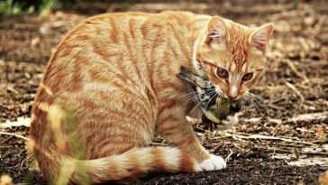 Votre chat est un tueur - vous devriez le garder à la maison