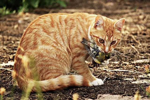 Votre chat est un tueur - vous devriez le garder à la maison 1 Votre chat est un tueur - vous devriez le garder à la maison
