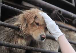 Arrêtez de manger des chiens : l'hypocrisie de ceux qui critiquent Yulin avec un sandwich au jambon à la main
