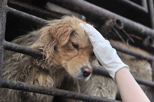 Arrêtez de manger des chiens : l'hypocrisie de ceux qui critiquent Yulin avec un sandwich au jambon à la main 1 Arrêtez de manger des chiens : l'hypocrisie de ceux qui critiquent Yulin avec un sandwich au jambon à la main