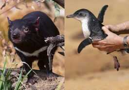 Des diables de Tasmanie introduits sur une île australienne ont tué 6 000 pingouins