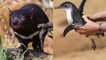 Des diables de Tasmanie introduits sur une île australienne ont tué 6 000 pingouins