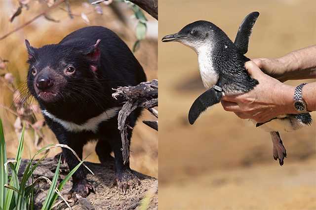 Des diables de Tasmanie introduits sur une île australienne ont tué 6 000 pingouins 1 Des diables de Tasmanie introduits sur une île australienne ont tué 6 000 pingouins