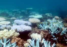 La Grande Barrière de Corail est en danger de disparition : le changement climatique la tue