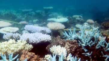 La Grande Barrière de Corail est en danger de disparition : le changement climatique la tue