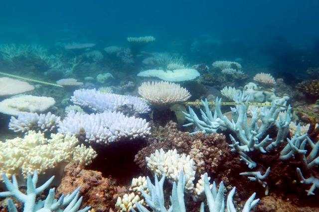 La Grande Barrière de Corail est en danger de disparition : le changement climatique la tue 1 La Grande Barrière de Corail est en danger de disparition : le changement climatique la tue