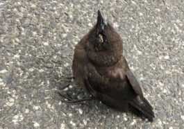 Une mystérieuse maladie aveugle et tue des centaines d'oiseaux