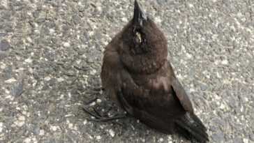 Une mystérieuse maladie aveugle et tue des centaines d'oiseaux