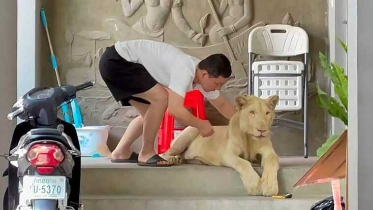 Il fait un tiktok avec un lion dans la maison : la police kidnappe l'animal 1 Il fait un tiktok avec un lion dans la maison : la police kidnappe l'animal