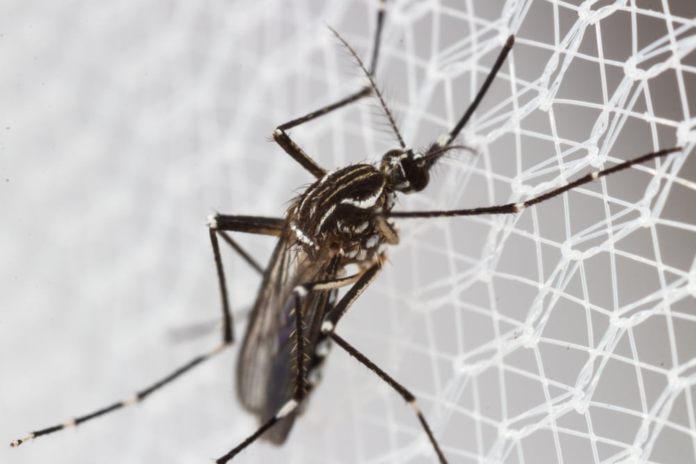 Los científicos hacen que el ADN humano se parezca al ADN de un mosquito 2 Aedes aegypti
