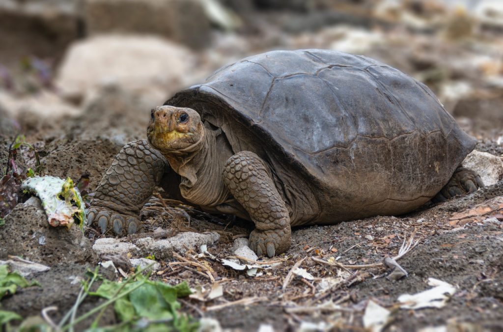 La tortuga centenaria demuestra que la especie no está extinta 2 La tortuga centenaria prueba que la especie no está extinta