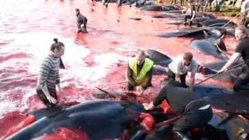 100 cétacés poignardés à mort aux îles Féroé : des militants montrent des images en direct 27 100 Cétacés Poignardés à Mort Aux îles Féroé : Des