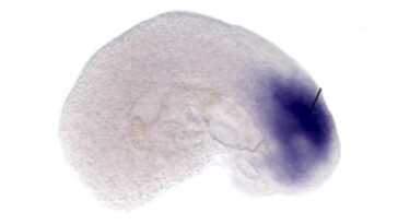 Embryon de souris au cœur battant créé dans un tube à essai : parce que c'est un résultat historique