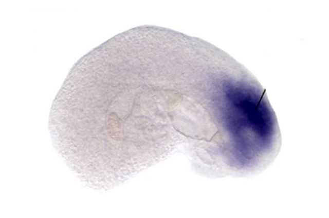 Embryon de souris au cœur battant créé dans un tube à essai : parce que c'est un résultat historique 1 Embryon de souris au cœur battant créé dans un tube à essai : parce que c'est un résultat historique