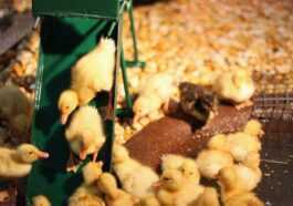 "ils Achètent Les Poussins Pour Faire Des Tiktoks, Mais Ensuite
