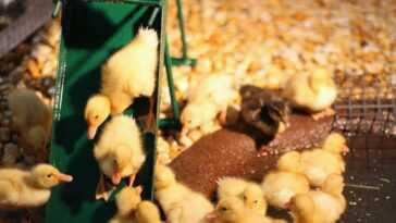 "ils Achètent Les Poussins Pour Faire Des Tiktoks, Mais Ensuite