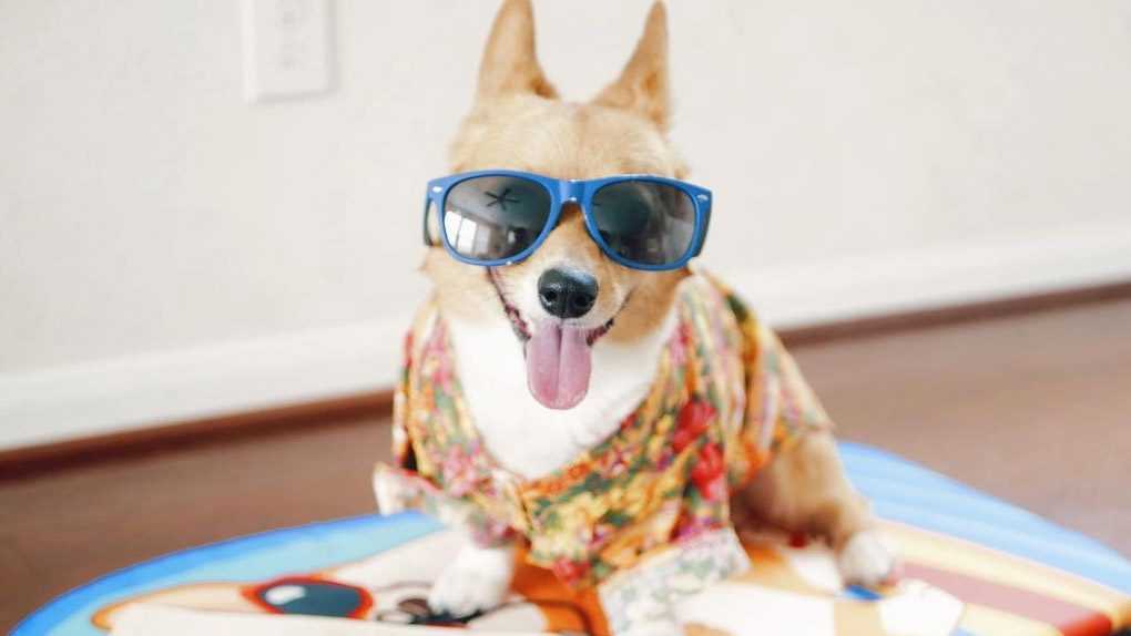Ce Corgi Tiktoker Est Le Nouveau Poulpe Paul : Il