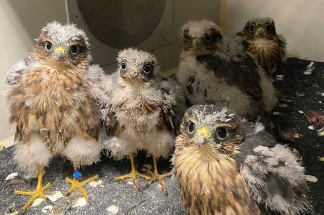 Des centaines de poussins se sont jetés de leurs nids à cause de la chaleur extrême : de nombreux morts et euthanasiés 1 Des Centaines De Poussins Se Sont Jetés De Leurs Nids