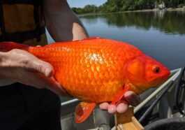 Des Poissons Rouges Gros Comme Des Ballons De Football :