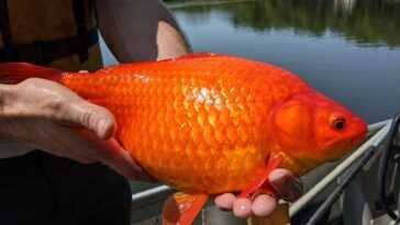 Des poissons rouges gros comme des ballons de football : ce sont les dégâts causés par ceux qui les libèrent dans les lacs 18 Des Poissons Rouges Gros Comme Des Ballons De Football :