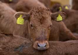 Des Vaches Clonées Pour Produire Du Lait Sans Lactose