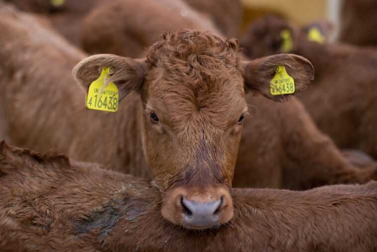 Des vaches clonées pour produire du lait sans lactose 1 Des Vaches Clonées Pour Produire Du Lait Sans Lactose
