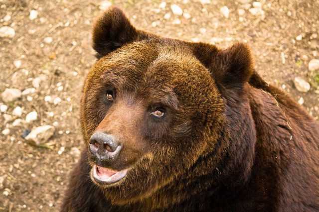 Il ne reste plus que 50 ours bruns marsicains et vous pouvez aider à les sauver : comment et que faire 1 Il Ne Reste Plus Que 50 Ours Bruns Marsicains Et