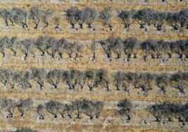 La Sécheresse A Forcé Les Producteurs D'amandes De Californie à
