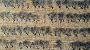La sécheresse a forcé les producteurs d'amandes de Californie à déraciner des plantations entières 22 La Sécheresse A Forcé Les Producteurs D'amandes De Californie à