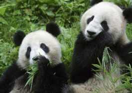 Le Panda Géant Sauvage N'est Plus En Danger D'extinction :
