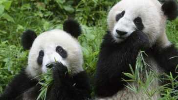 Le panda géant sauvage n'est plus en danger d'extinction : annonce historique de la Chine 20 Le Panda Géant Sauvage N'est Plus En Danger D'extinction :