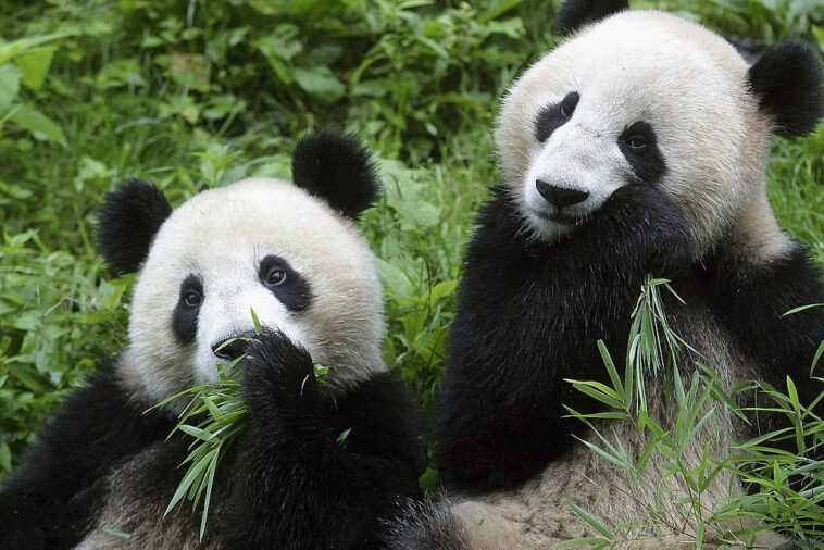 Le panda géant sauvage n'est plus en danger d'extinction : annonce historique de la Chine 1 Le Panda Géant Sauvage N'est Plus En Danger D'extinction :