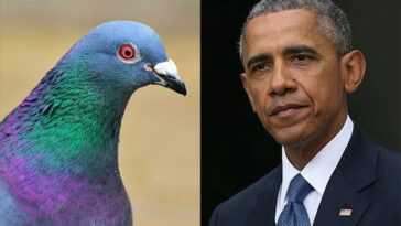 "Les oiseaux ne sont pas réels, mais les drones espions d'Obama" : théorie du complot absurde répandue aux États-Unis 30 "les Oiseaux Ne Sont Pas Réels, Mais Les Drones Espions